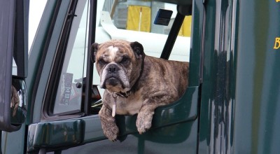 5 Benefits of Trucking with Pets